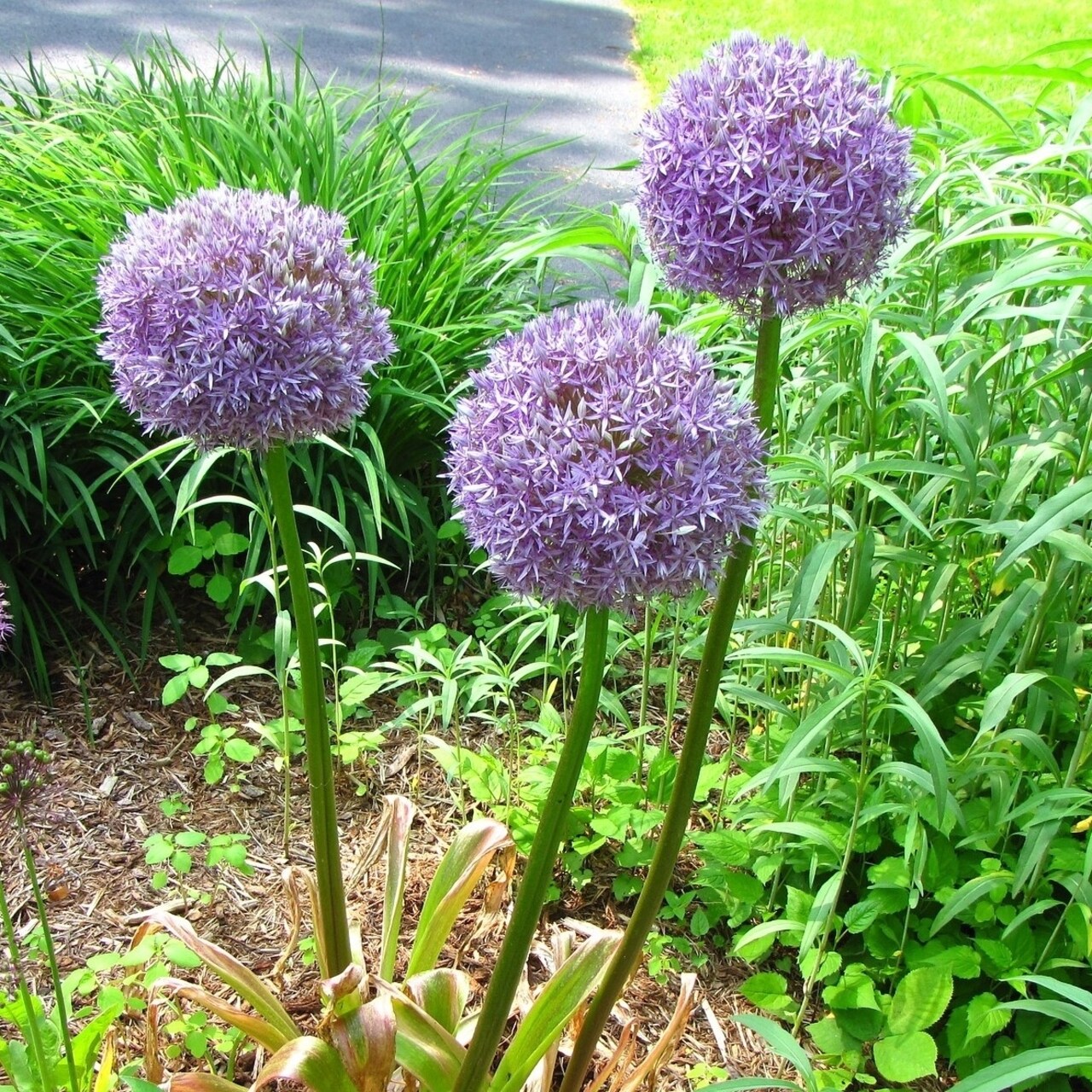 Gentle Giant Allium Flowers - 3 6 Or 9 Bulbs - Attracts Butterflies Bees And Hummingbirds